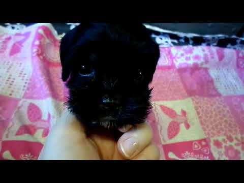 Cavapoo born on 9-14 - Jozy