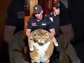 Notorious Garfield Funny Cat Videos Part 3 Garfield Funnycats