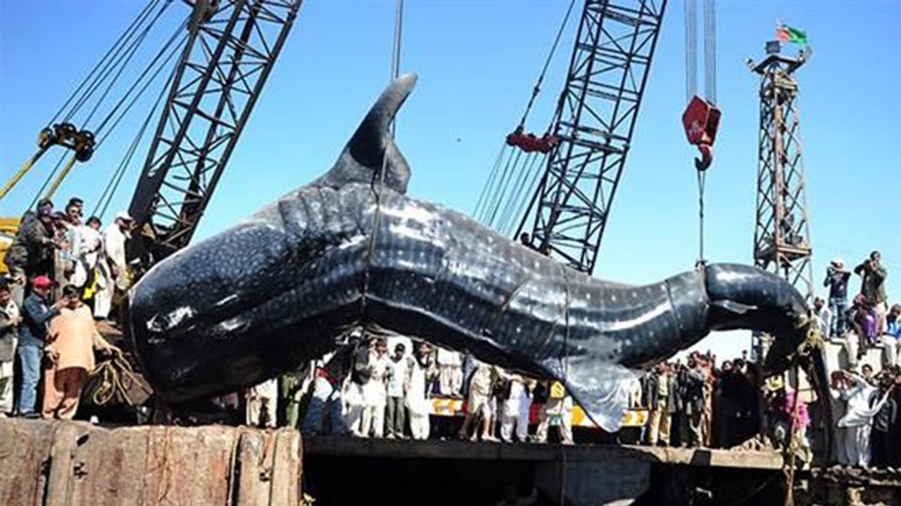 10 Pinakamalaking Isda sa Buong Mundo