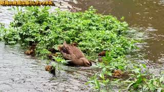 野鳥の身近な暮らし カルガモの子育て ヒナ10羽 7月に見る
