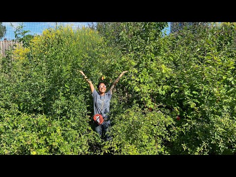 Tiny Forest: See how quickly they grow!