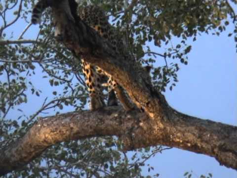 Leopard in tree