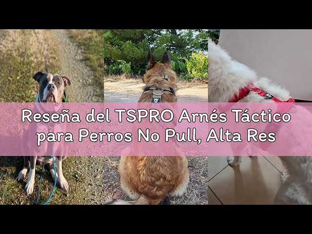 Vídeo relacionado con TSPRO Arnés Táctico para Perros No Pull, Alta Resistencia, Ajustable, con Asa y Hebilla de Liberación Rápida, para Perros Medianos y Grandes en Paseos al Aire Libre (Morado M)