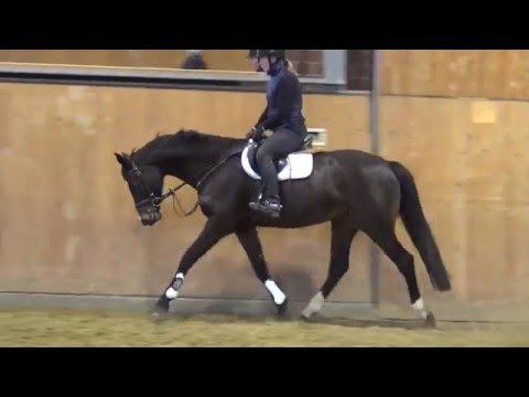 Olympic Fire-Ramirado mare * 2011 for sale