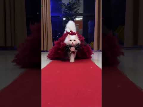 真正的貓步 it's real cat walk