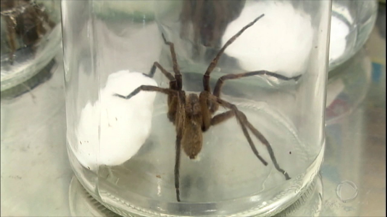 A serviço da ciência, animais têm "rotina de trabalho" no Instituto Butantan