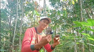 Download lagu Mikat Burung SELENDANG BIRU Pakai Mp3, Gak pake lama,,, Langsung Nempel dipulut mp3 Download lagu Mikat Burung SELENDANG BIRU Pakai Mp3, Gak pake lama,,, Langsung Nempel dipulut mp3
