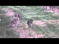 ATN X-Sight II HD 5-20x50 Video #1