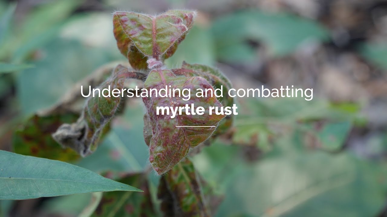 Understanding and combatting myrtle rust