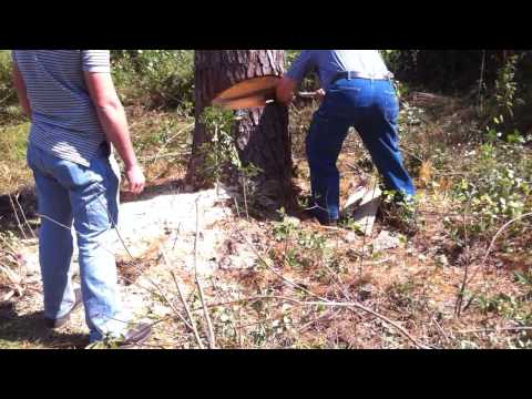 Cutting Down Dangerous Trees Yourself - Tree Felling with Rope and Pulley Techniques