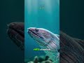 ⚡🐍 The Electric Eel That Can Power a Light Bulb — Nature’s Living Battery! 💡🌊