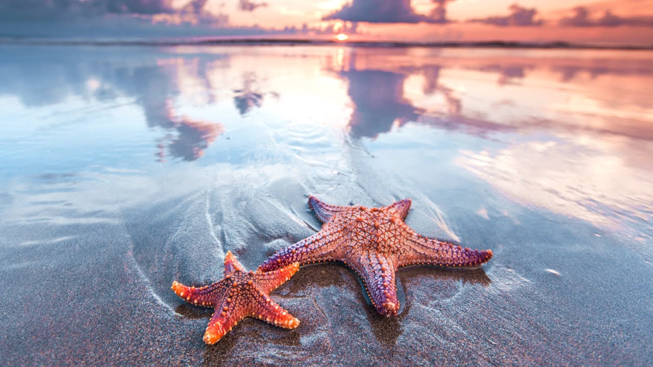 ［ 作業用BGM ］おしゃれで心地いいナチュラル系EDMメドレー2