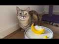We Got Spoiled Unboxing New Cat Items