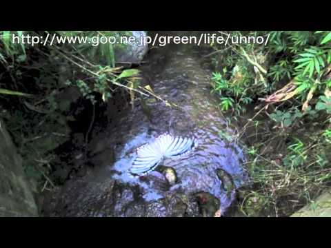 擬態蝶ネサエアマネシジャノメの飛翔　Elymnias nesaea