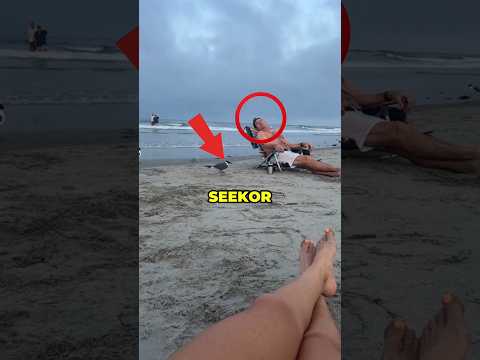 Burung Camar Ini Tiba-Tiba Berhenti Menggigit😳#shorts