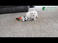 Maltese dogs for sale: Elf - Video 1