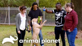 A Couple Stuggles to Pick Their Dream Dog | Pit Bulls and Parolees | Animal Planet