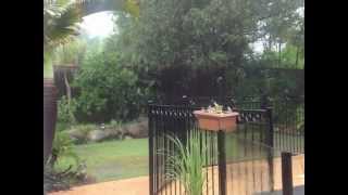 On A Rainy Day In My Back Yard