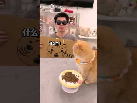 【魚蛋的日常】比起老虎，魚蛋更害怕的是？