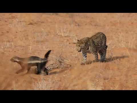 Brave honey badger survives leopard attack