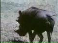 Sesame Street Warthog Film
