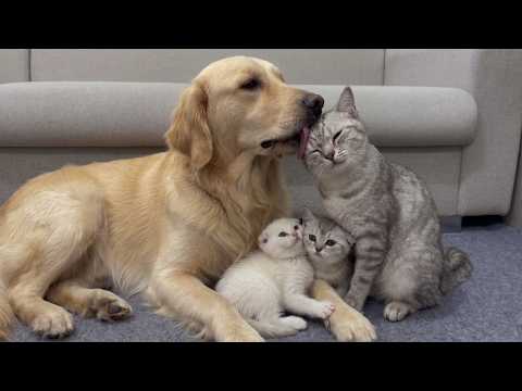 YouTube 썸네일