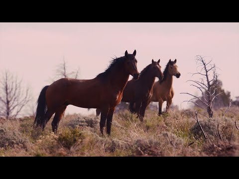 "Wild Lands Wild Horses" Sneak Peak - Dry Lake