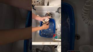 🔥This kitten is cutest dirty kitten on YouTube today 🔥#cutecat #kitten #viral #kitty #bestyoutuber