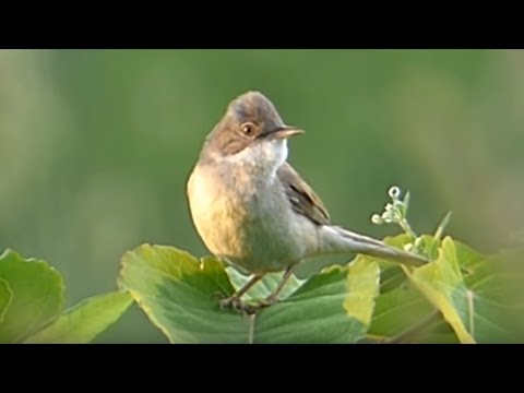 Ptice Hrvatske - Grmuša pjenica (Sylvia communis) (Birds of Croatia - Whitethroat) (2/3)