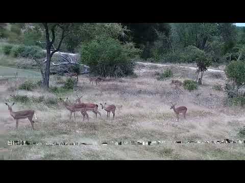 Djuma: Warthogs, Impalas and Kudus - 12:07 - 03/12/2022