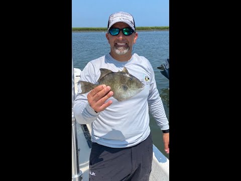 Finally Caught a Triggerfish! South Jersey Wreck and Reef Fishing August 9, 2021.