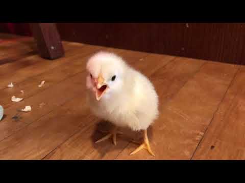 Baby chick chirping