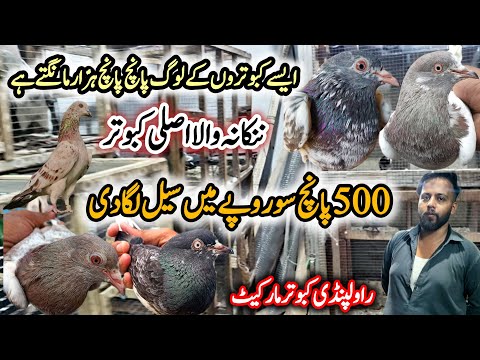 500 Per Shandar Kabootar || Rawalpindi kabootar Market || 0370-936-7815