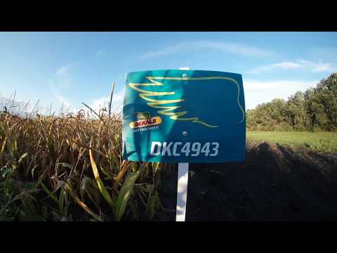Dekalb DKC4943 kukorica vetőmag KukoricaVetőmag.hu Kft. 2017