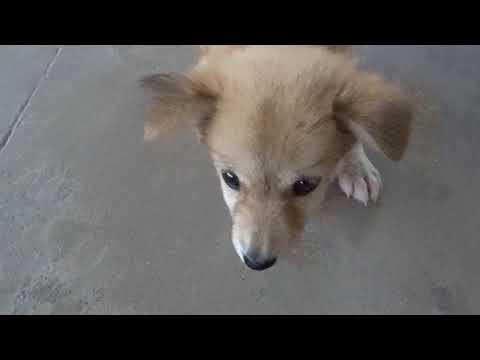 SPECIAL ONE || HARLEY's VLOG ||