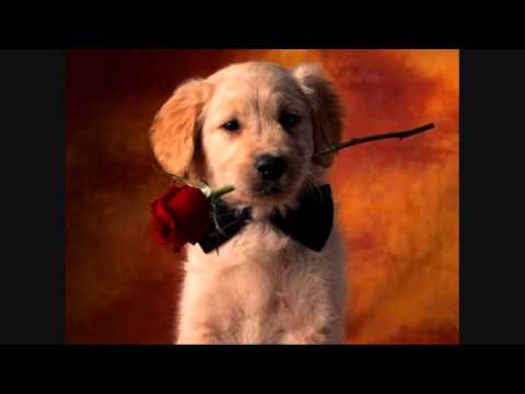 CHARIJAYAC Yo Aqui Sin Ti Dylan