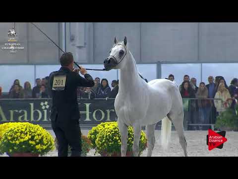 N.201 FRASERA NESHAR - Verona 2017 - 4-6 Years Old Stallions (Class 10)