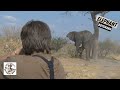 Solo Elephant Hunt in Botswana
