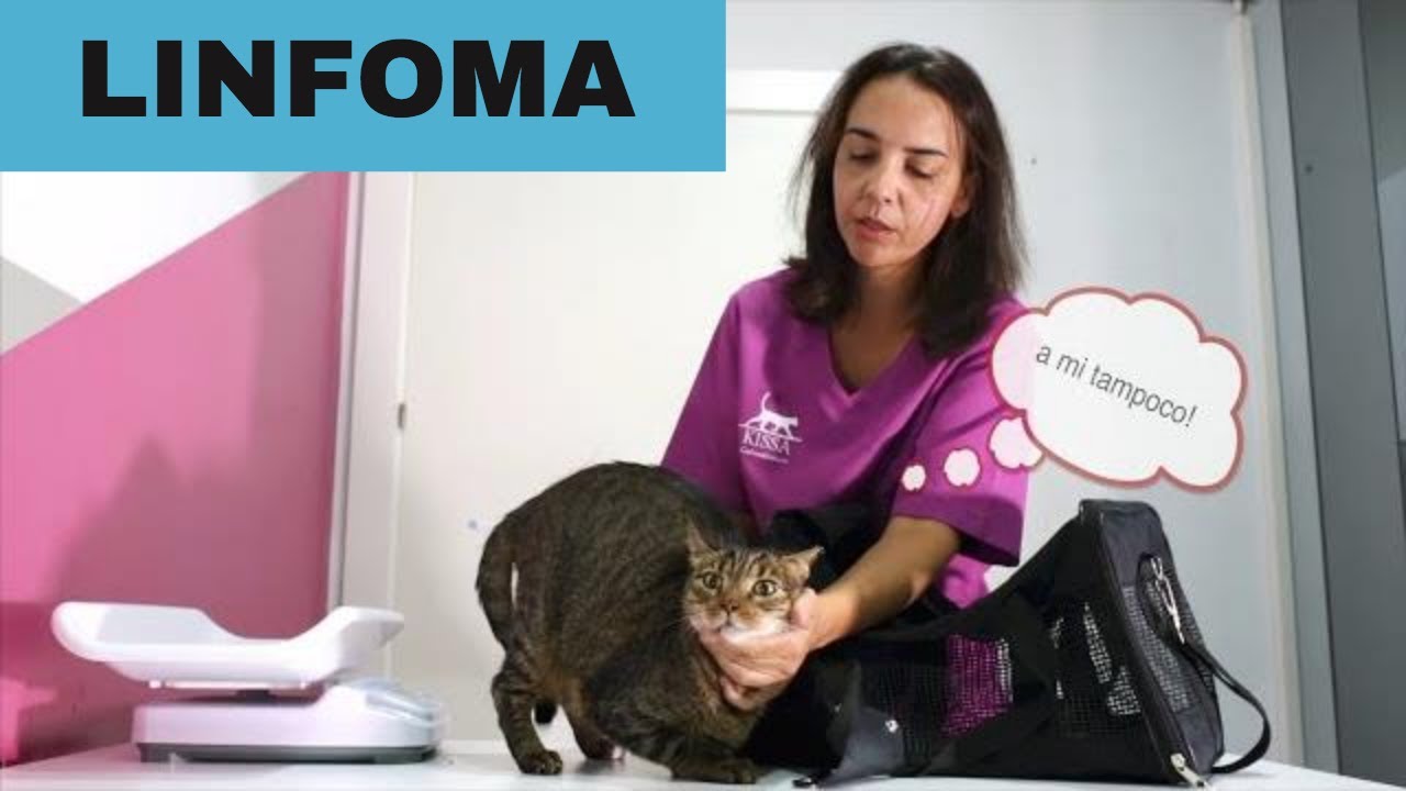 Watch ✅LINFOMA EN GATOS (que debes SABER): CASO REAL Now ✅LINFOMA EN GATOS (que debes SABER): CASO REAL