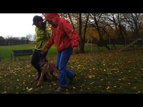 Ajay Bajlo 4 months - obedience