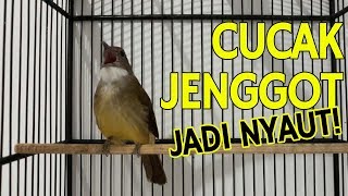 Download lagu Terapi Cucak Jenggot biar Nyaut Gacor, Pancingan Cucak Jenggot Gacor Asli mp3