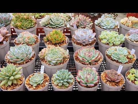 この春、多肉植物の植え替えはいつ頃できるでしょうか？植え替えを成功させるための重要なステップ  庭園