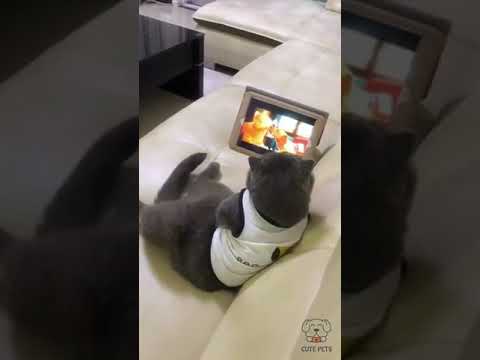 funny cat videos #cats #shorts #catslover (3)