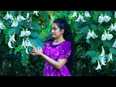 Hummingbird Flower recipes! 🥘 I cook (kathurumurunga) Delicious & Traditional Sri Lankan Dishes