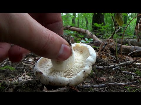Lažna Ljutača / Lažna Paprena Mliječnica / Runjavka - Lat. Lactarius vellereus