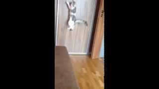 Torturing my cat Freya (American Curl)