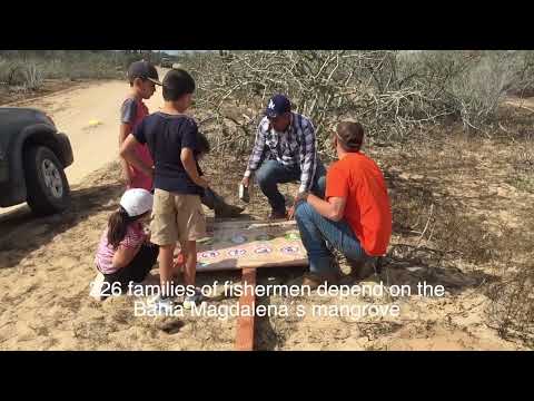 Create 50 guardians for Bahia Magdalena mangrove