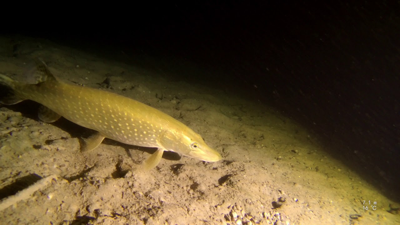 Fische im Apostelsee