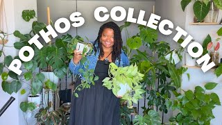 MY POTHOS COLLECTION over 10 different varietes / Pothos Collection Tour