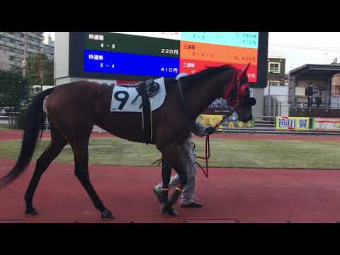 2019.12.18 川崎🐎4R ワイルドドーター